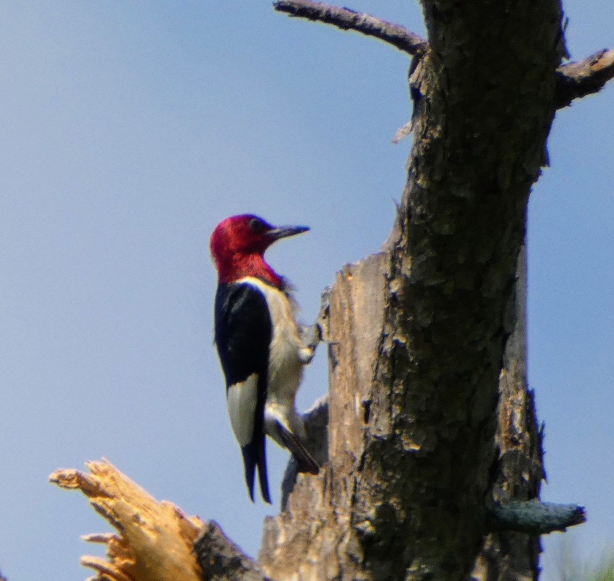 Red-headed Woodpecker - ML621072749