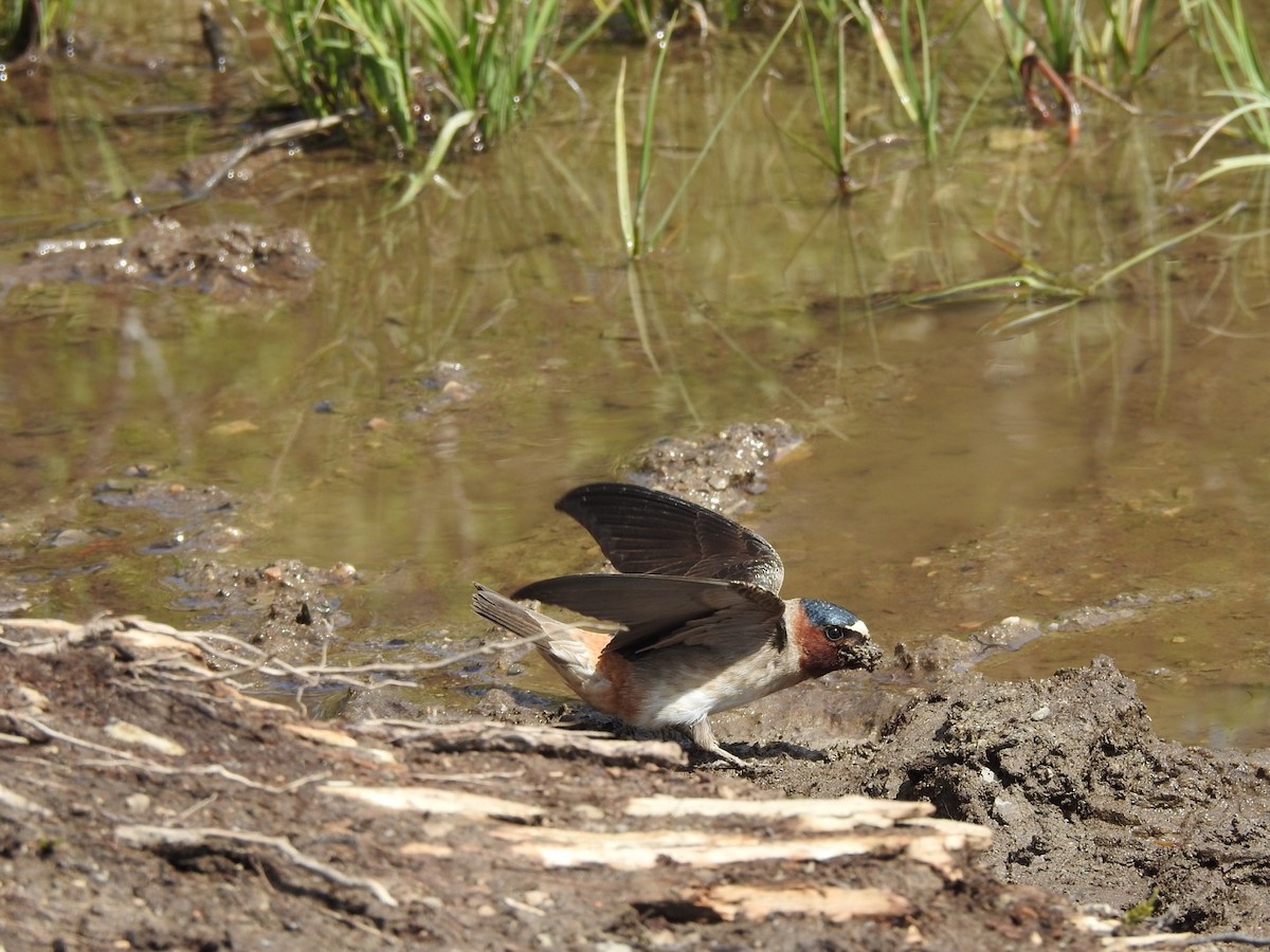 Cliff Swallow - ML621072774