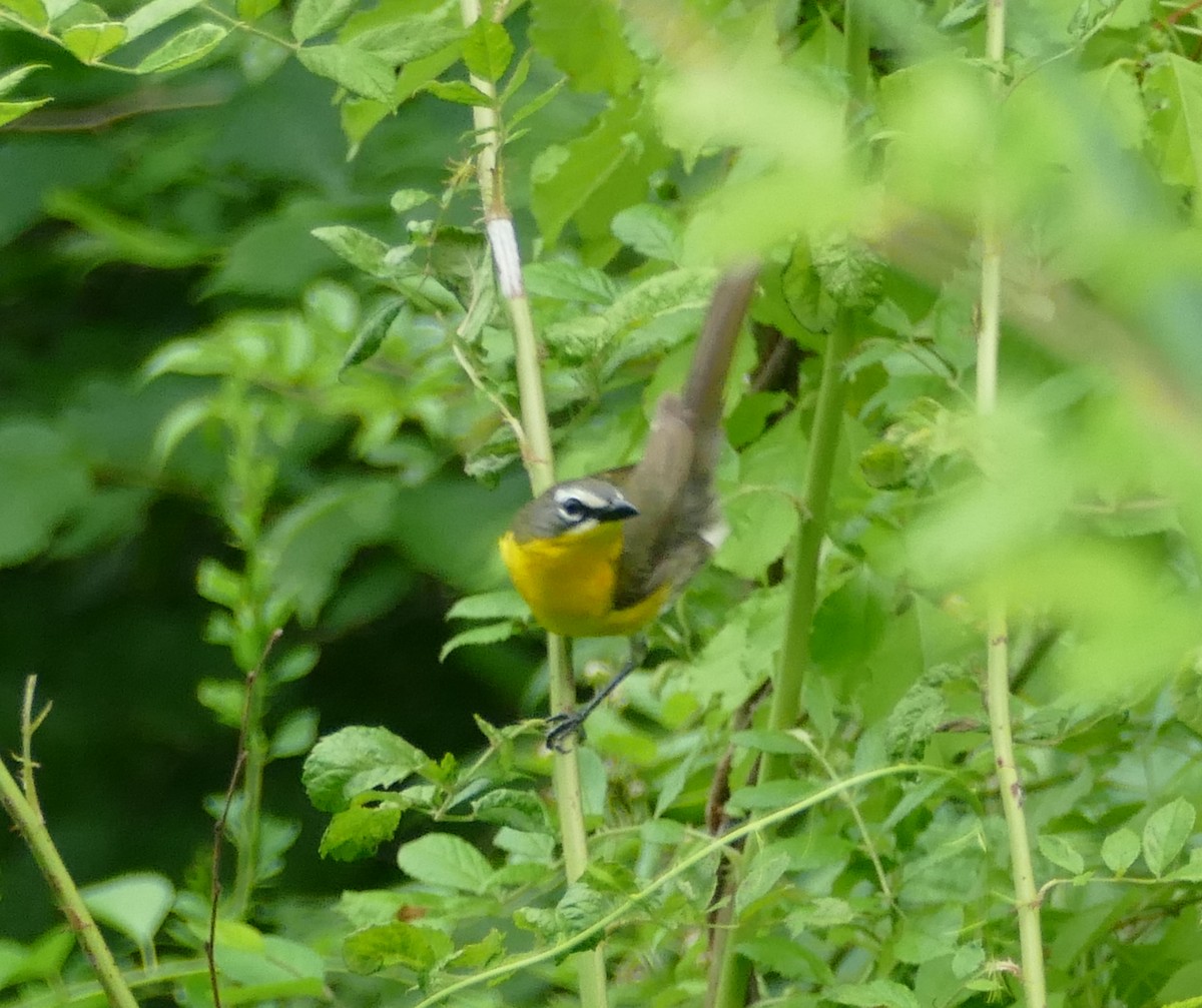 Yellow-breasted Chat - ML621072775