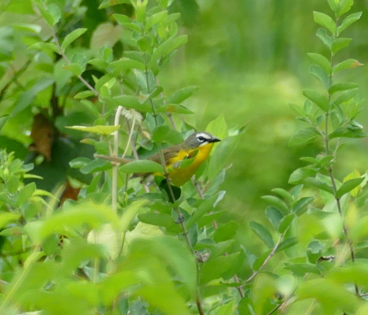 Yellow-breasted Chat - ML621072777