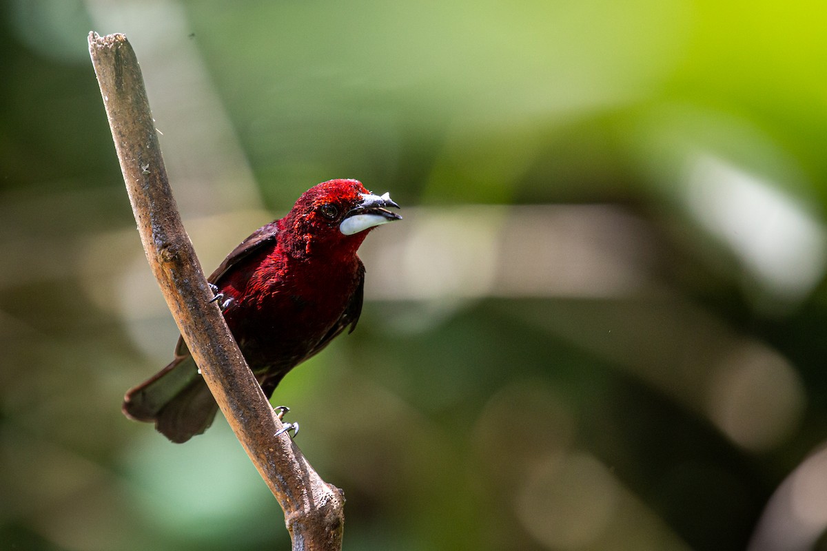 Silver-beaked Tanager - ML621072842