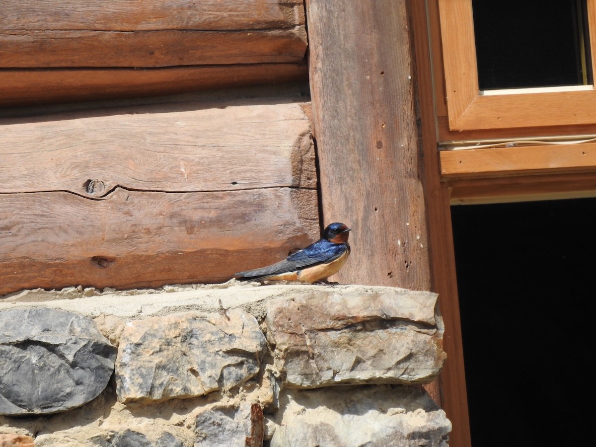 Barn Swallow - ML621072862