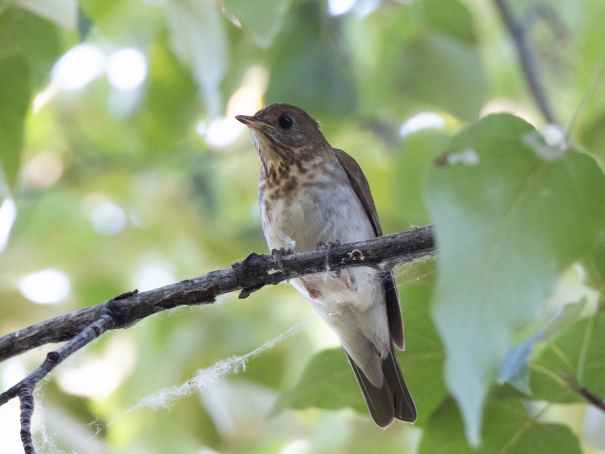 Veery - ML621072871