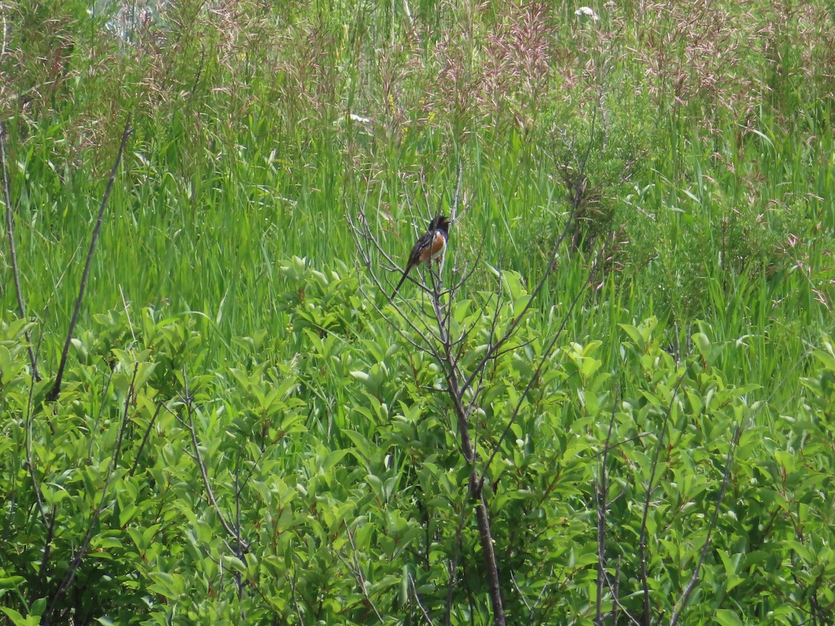 Spotted Towhee - ML621072907