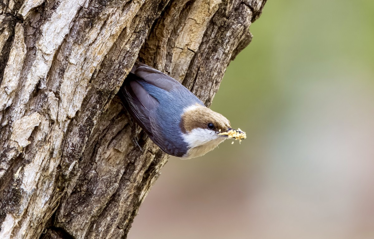 Brown-headed Nuthatch - ML621072940