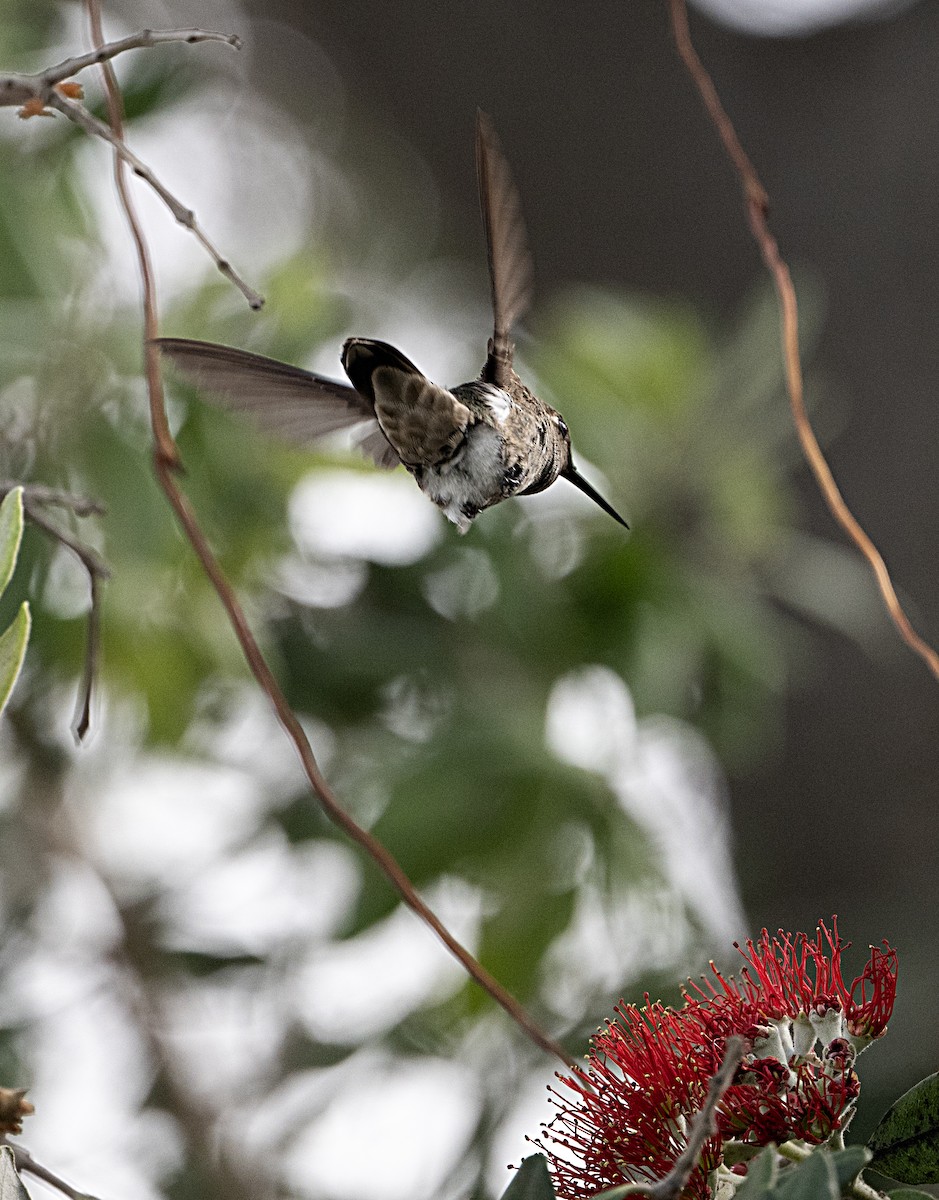 Anna's Hummingbird - ML621072991