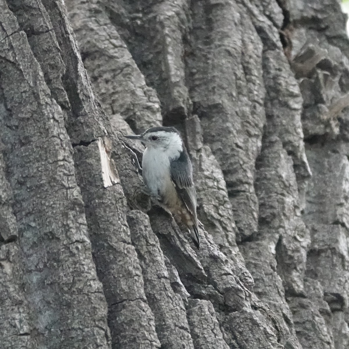 White-breasted Nuthatch - ML621073008