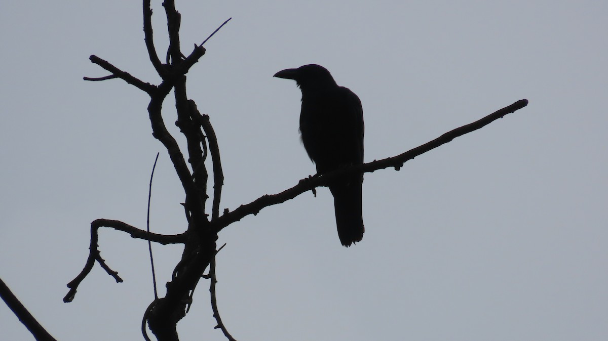 Large-billed Crow - ML621073016