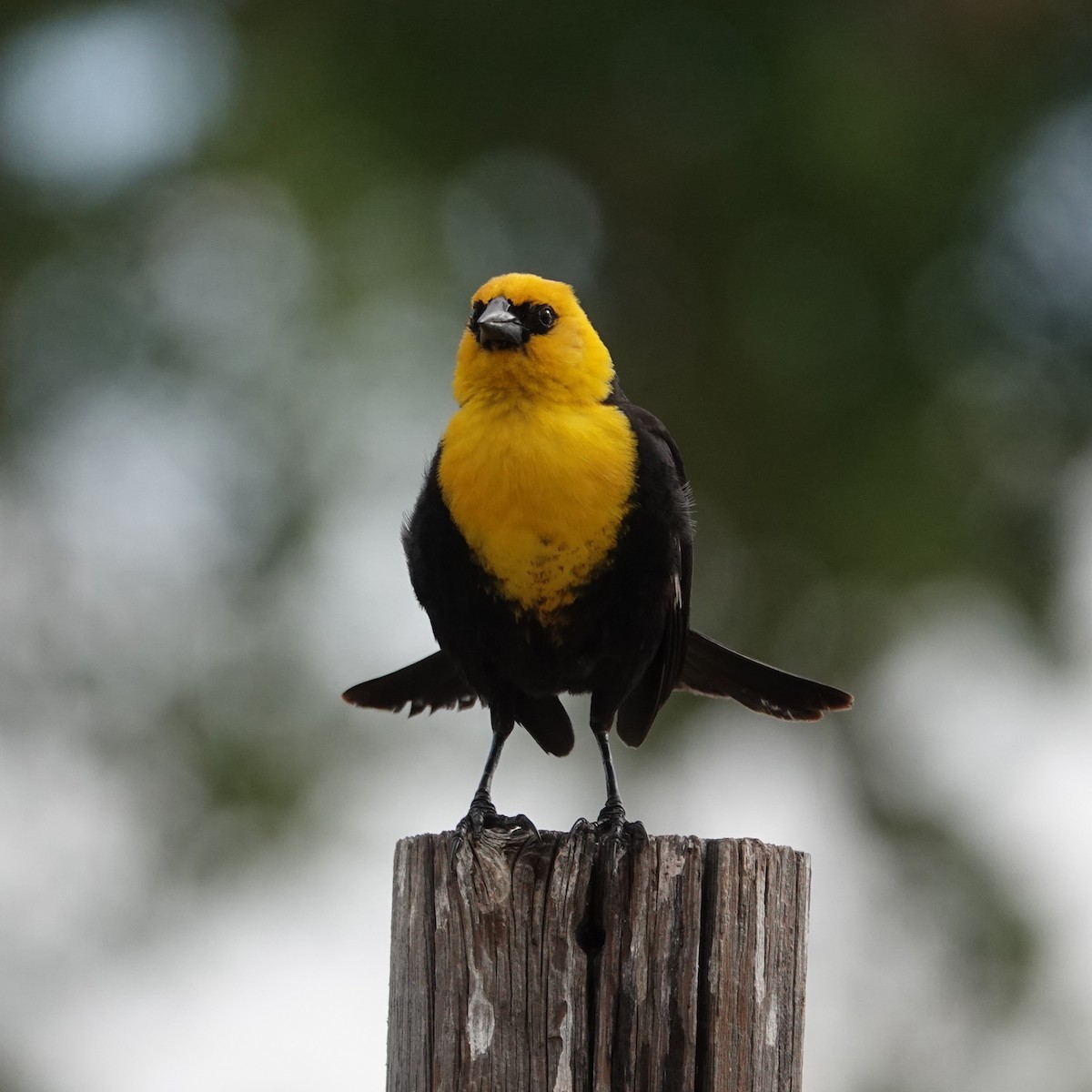 Yellow-headed Blackbird - ML621073023