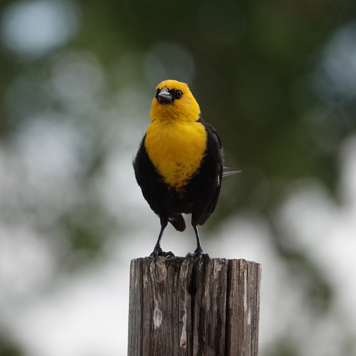 Yellow-headed Blackbird - ML621073024