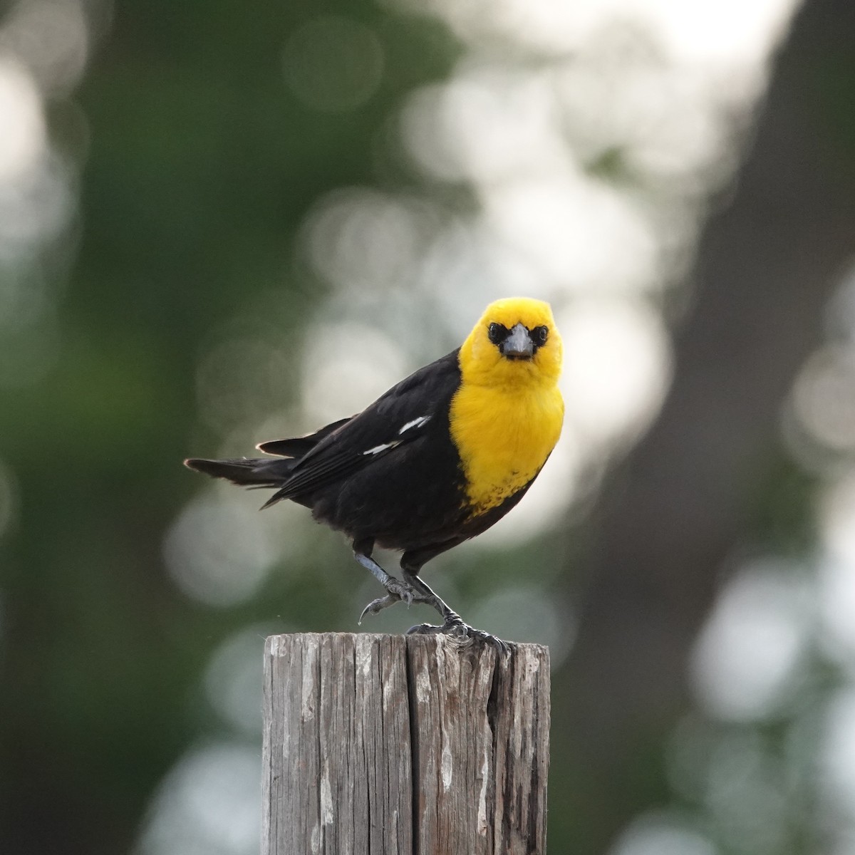 Yellow-headed Blackbird - ML621073025