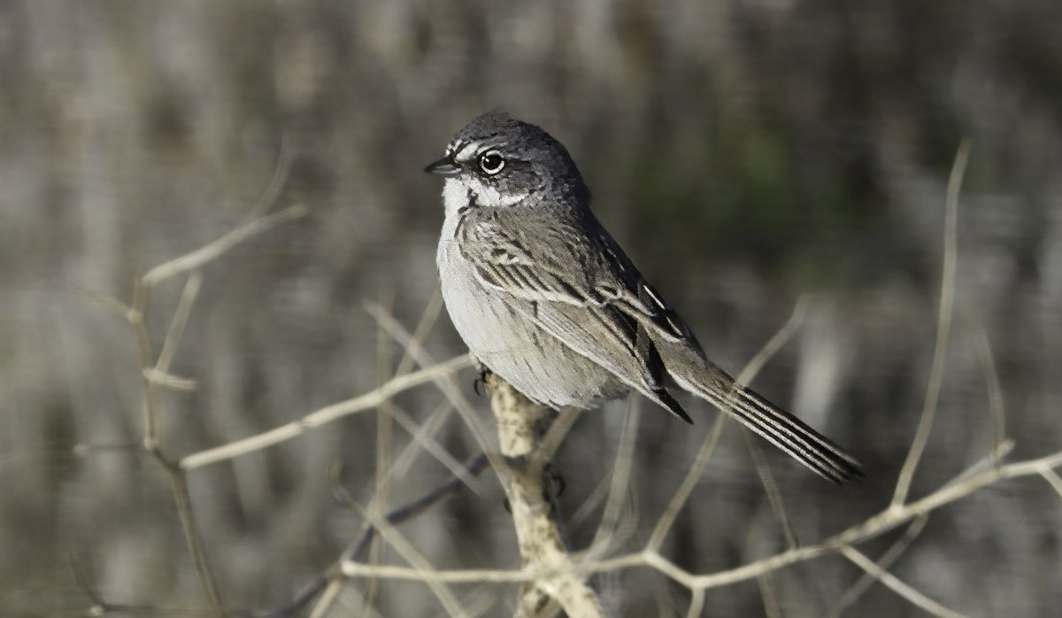 Bell's Sparrow (canescens) - ML621073028