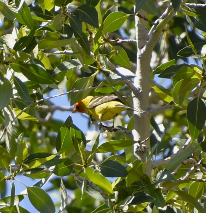 Western Tanager - ML621073035