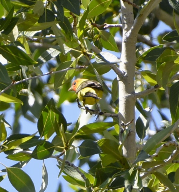 Western Tanager - ML621073036