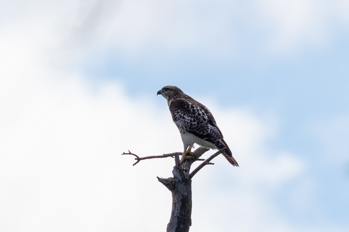 Red-tailed Hawk - ML621073037