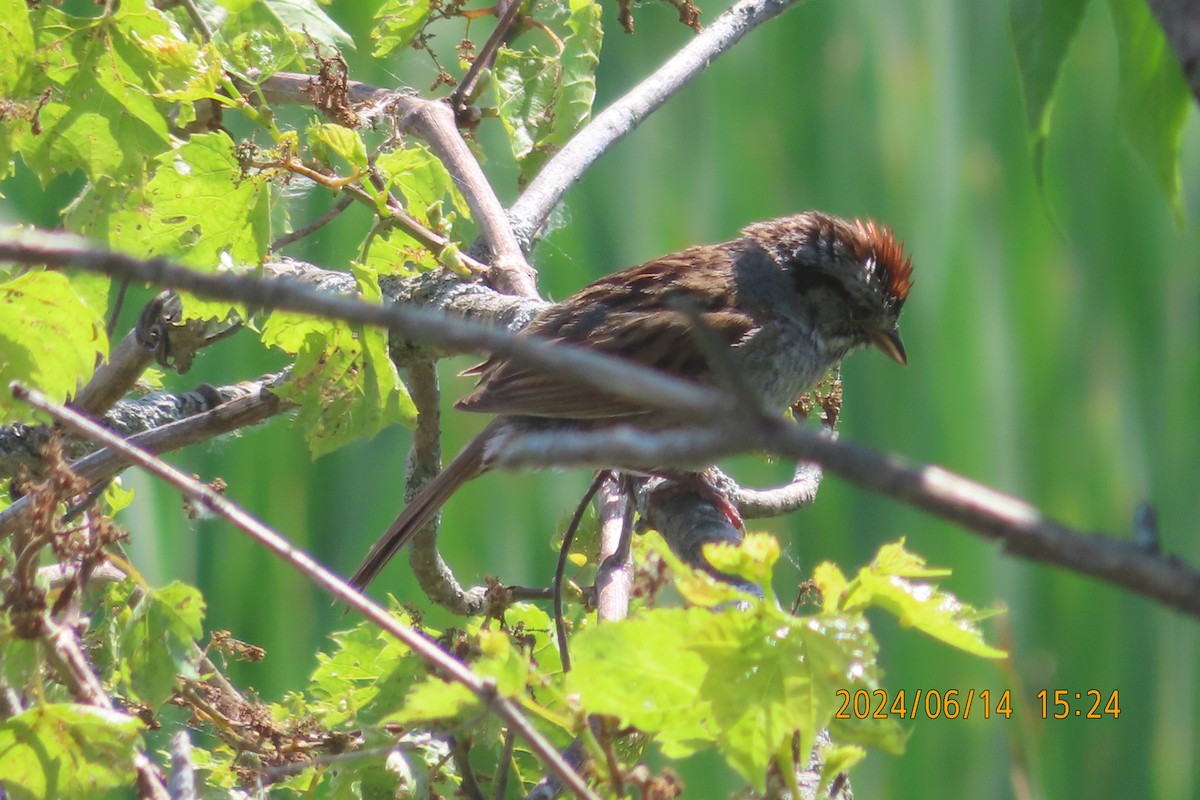 Swamp Sparrow - ML621073056