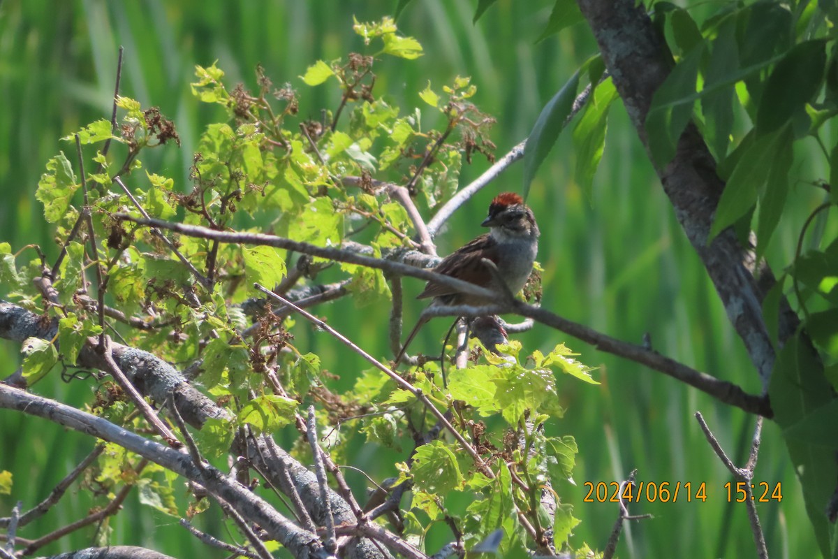 Swamp Sparrow - ML621073077
