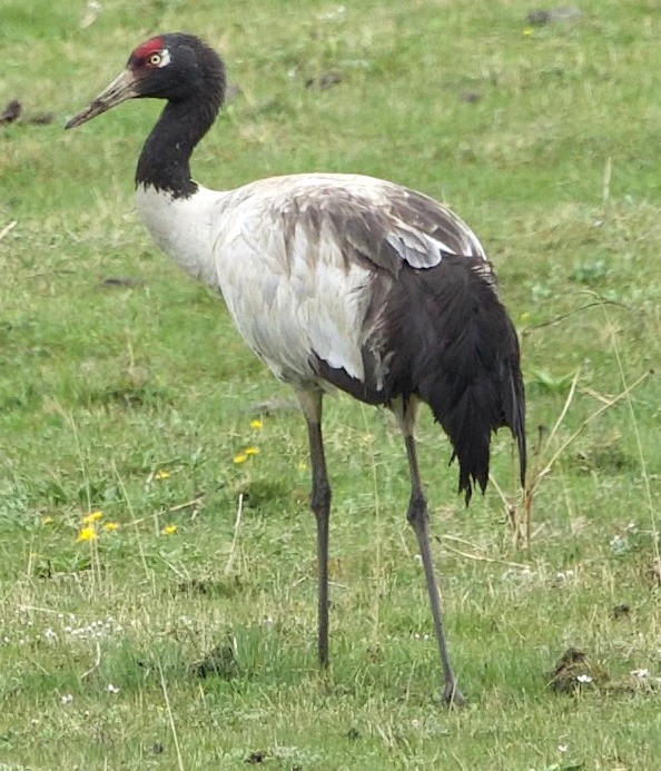 Black-necked Crane - ML621073081