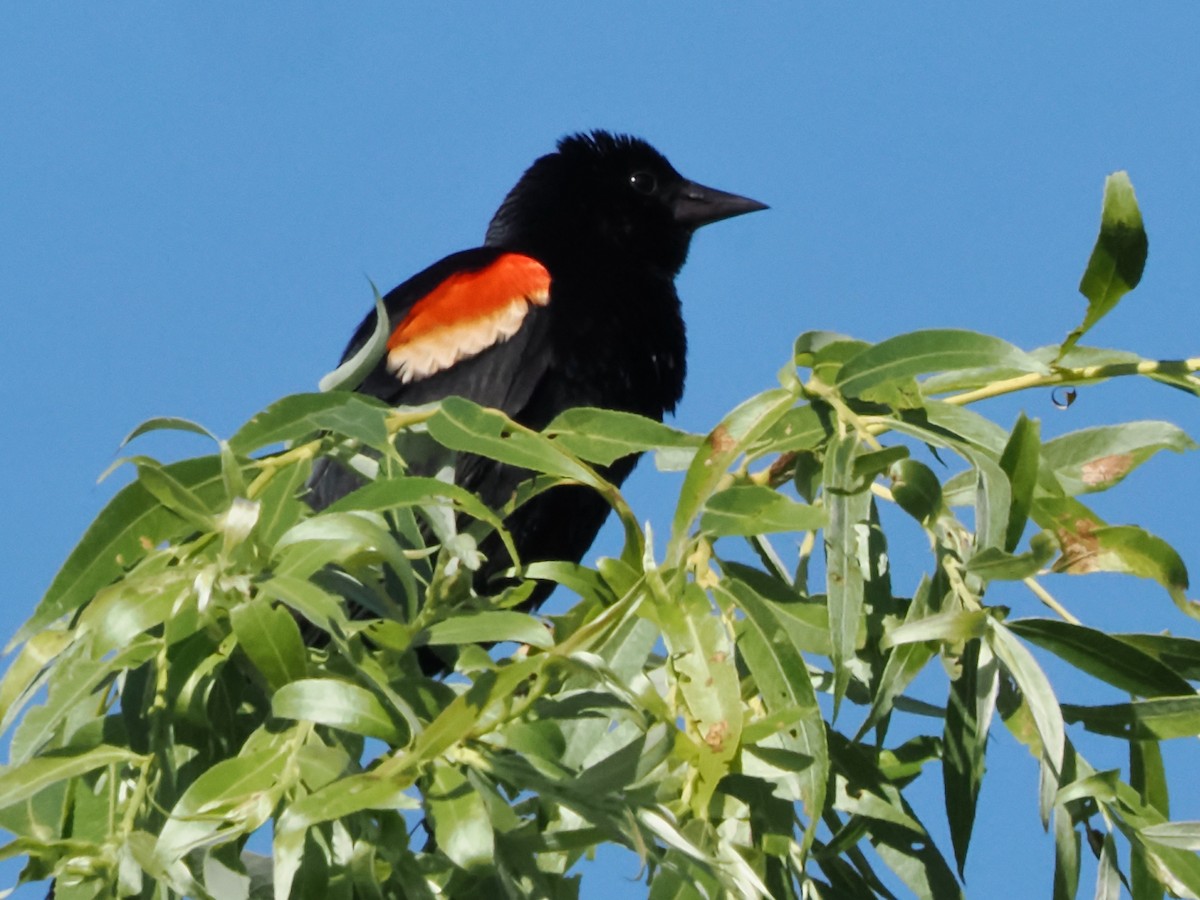 Red-winged Blackbird - ML621073084