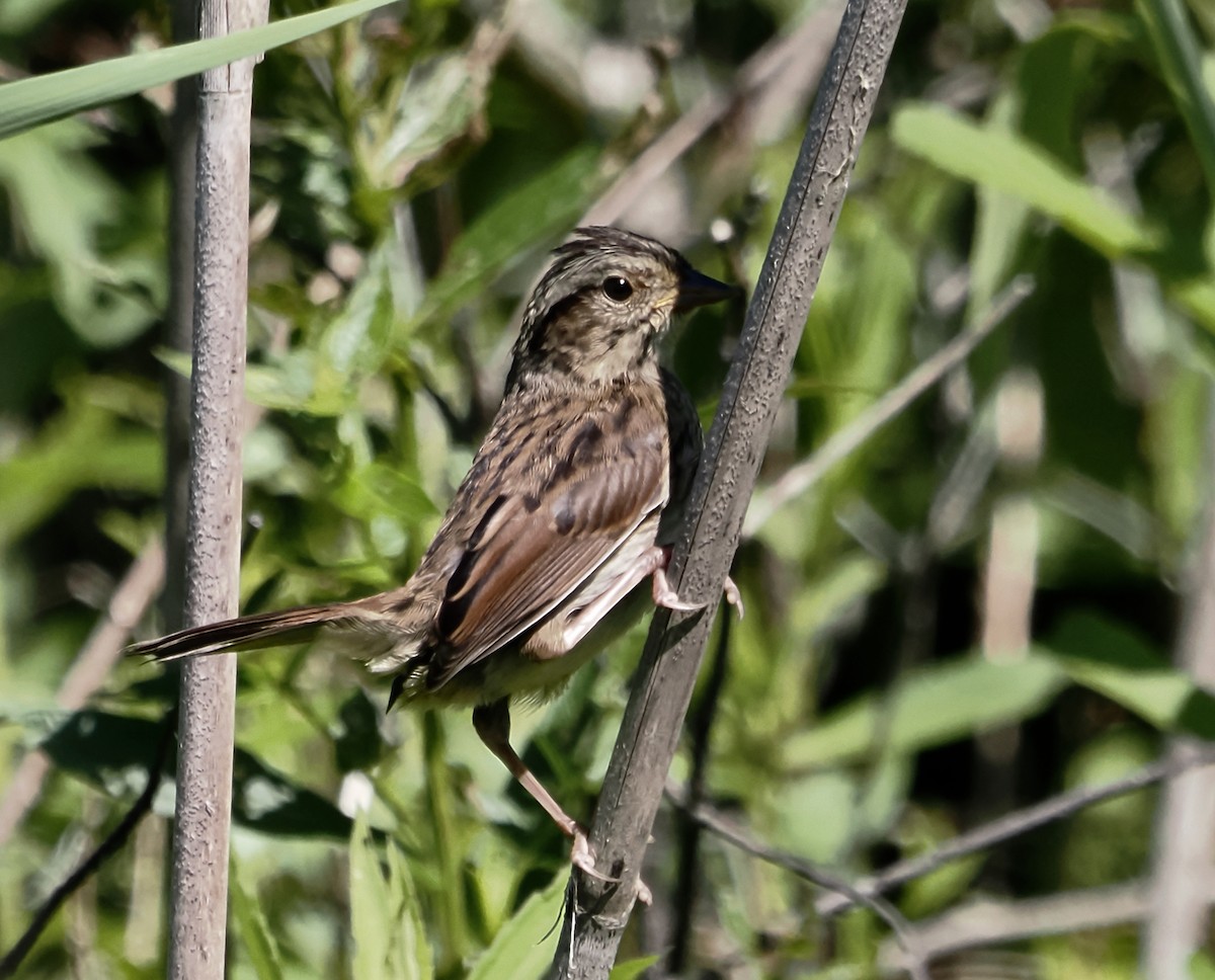Swamp Sparrow - ML621073098