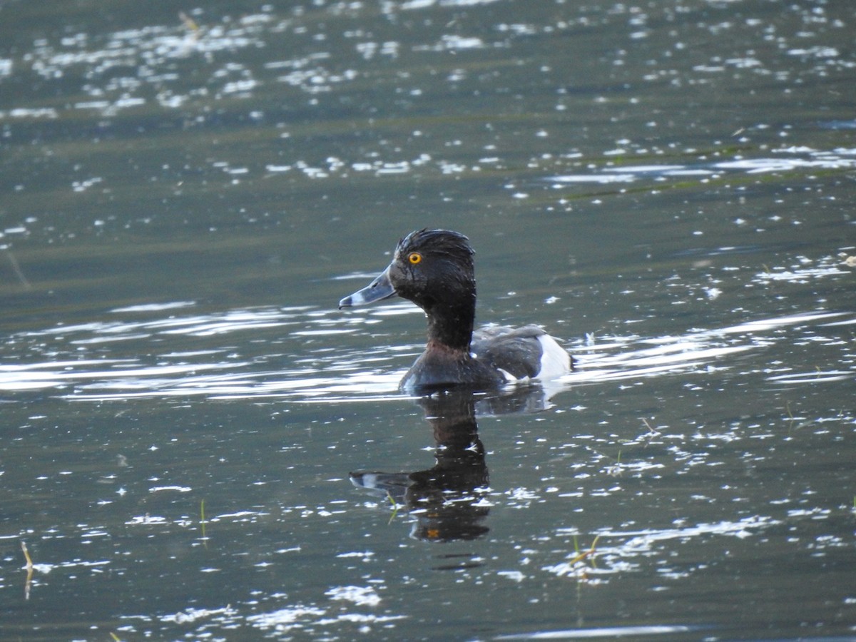 Ring-necked Duck - ML621073102