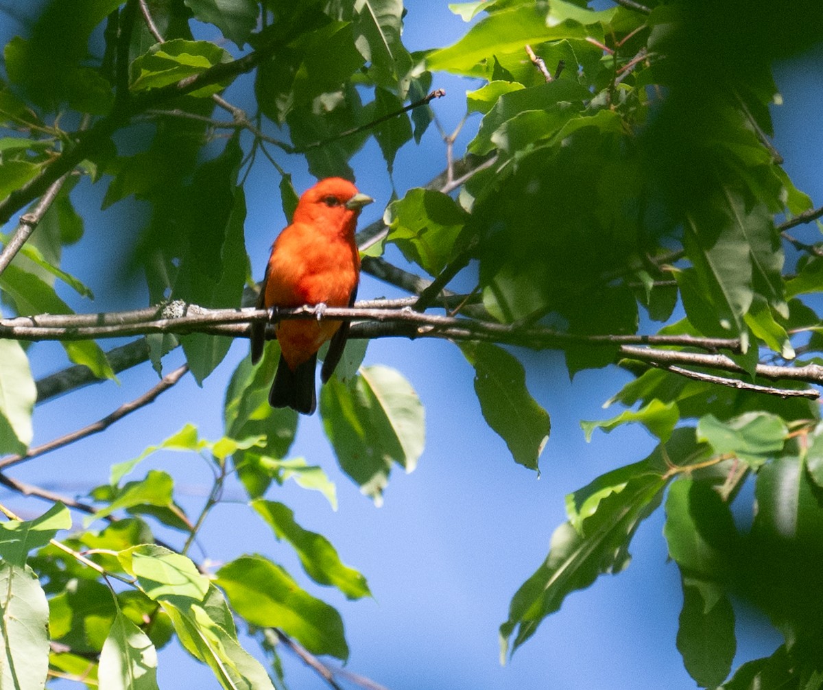 Scarlet Tanager - ML621073103
