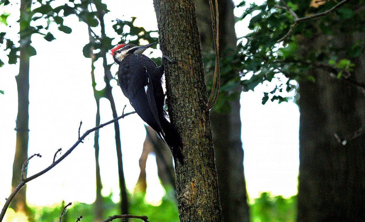 Pileated Woodpecker - Tom Long