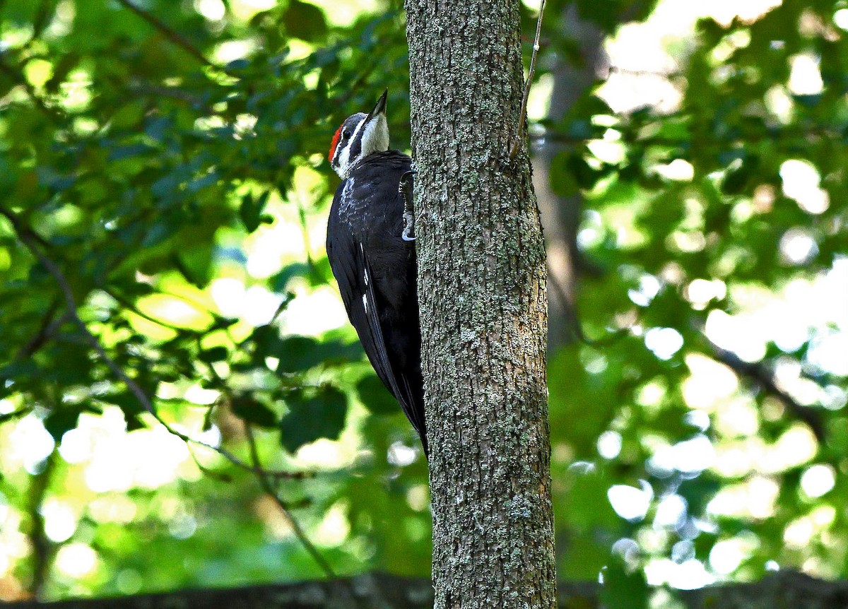Pileated Woodpecker - ML621073109