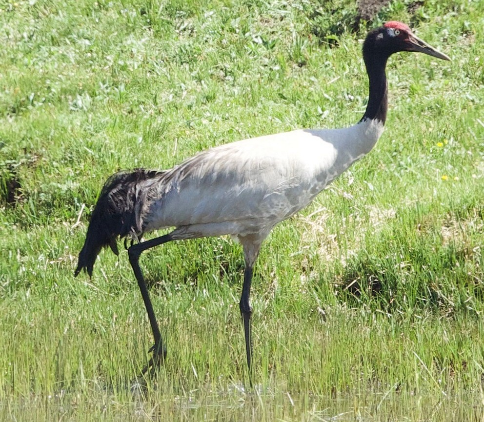 Black-necked Crane - ML621073214