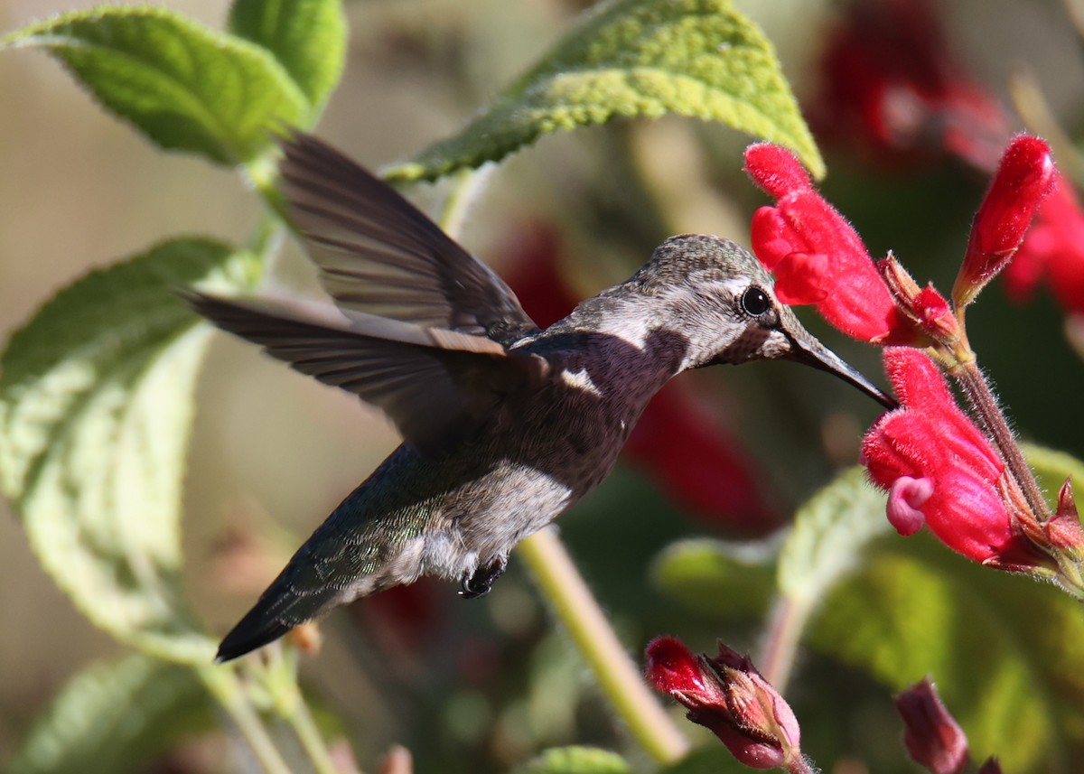 Anna's Hummingbird - ML621073229