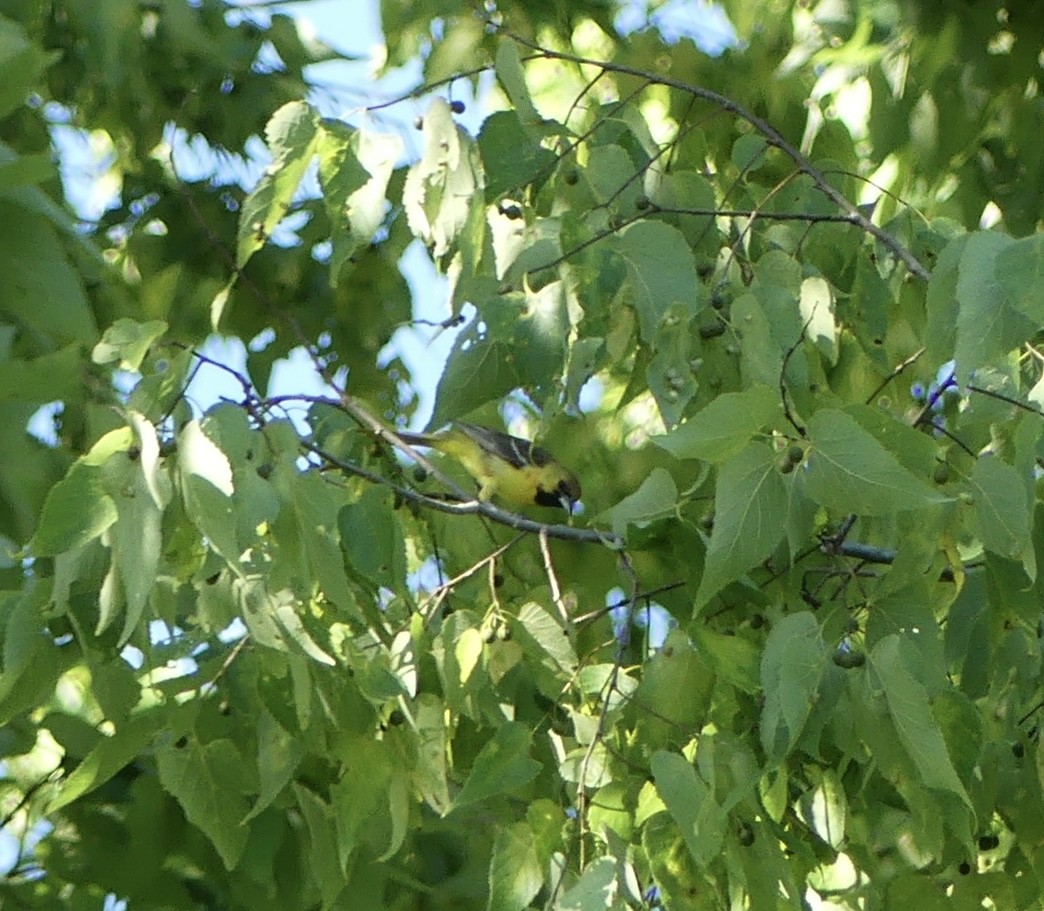 Orchard Oriole - ML621073235