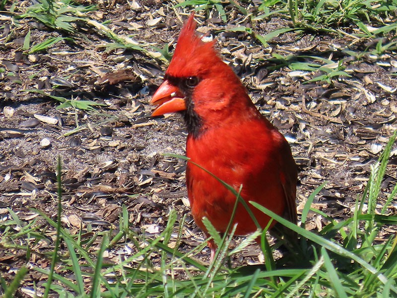 Cardinal rouge - ML621073245