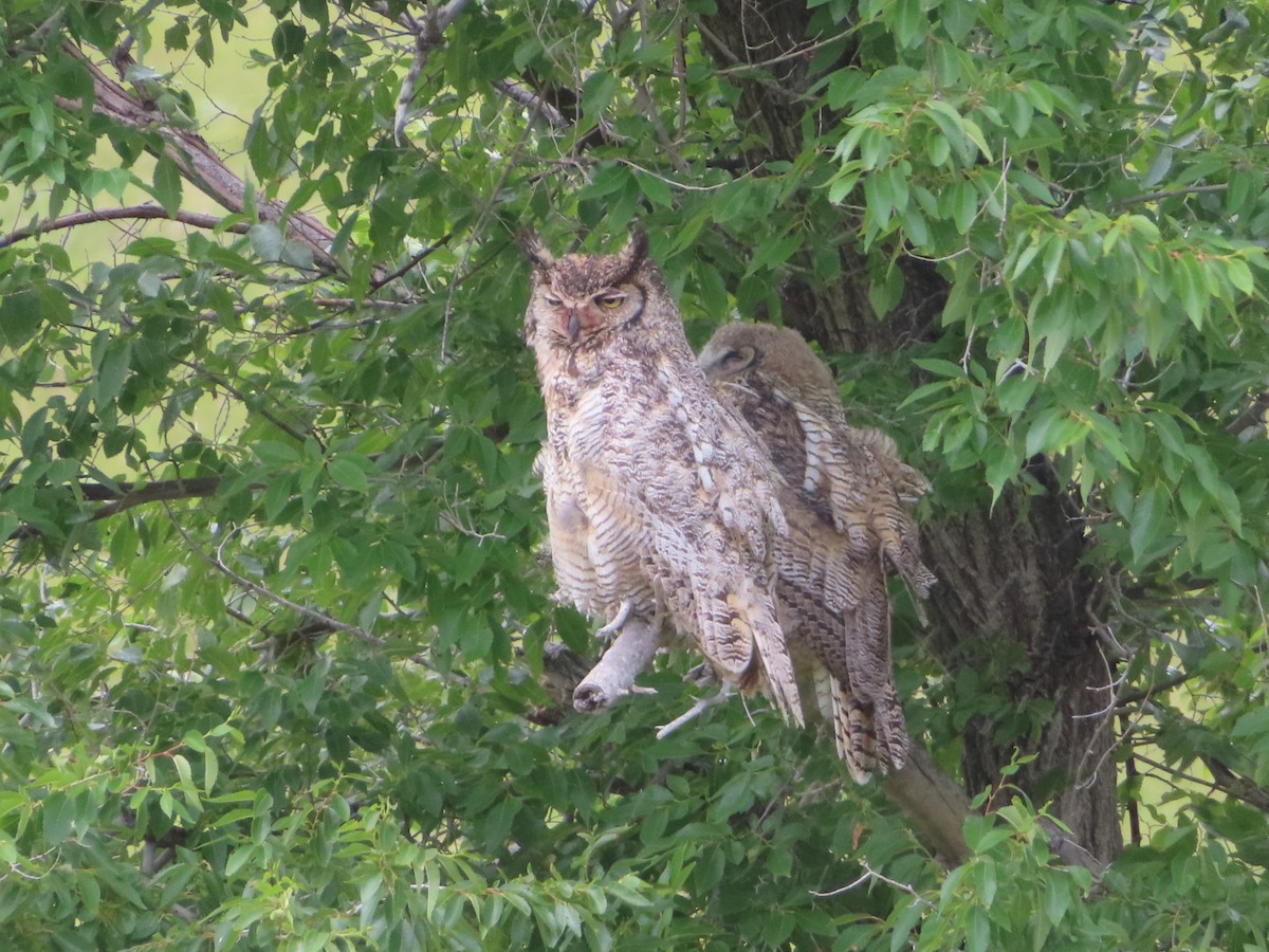 Great Horned Owl - ML621073249