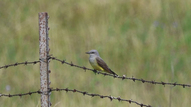 Schmalschnabel-Königstyrann - ML621073252