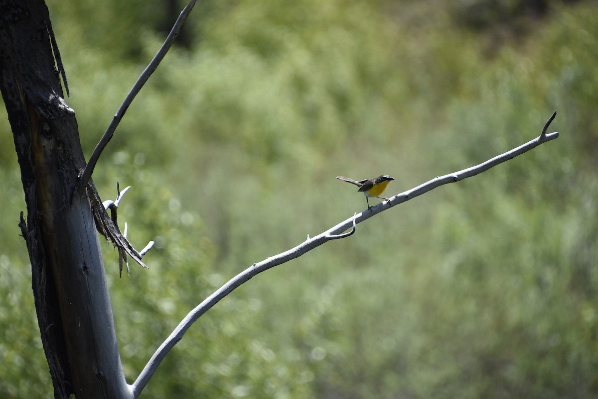 Yellow-breasted Chat - ML621073279