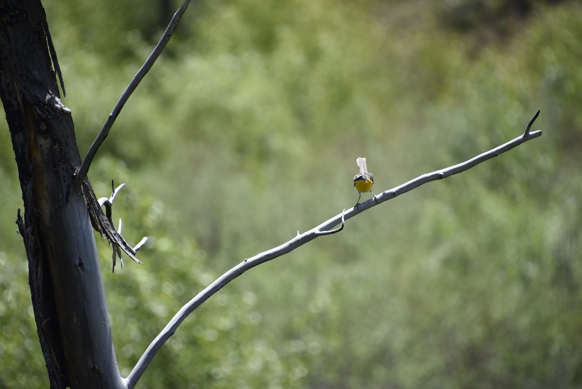 Yellow-breasted Chat - Greg Madrigal