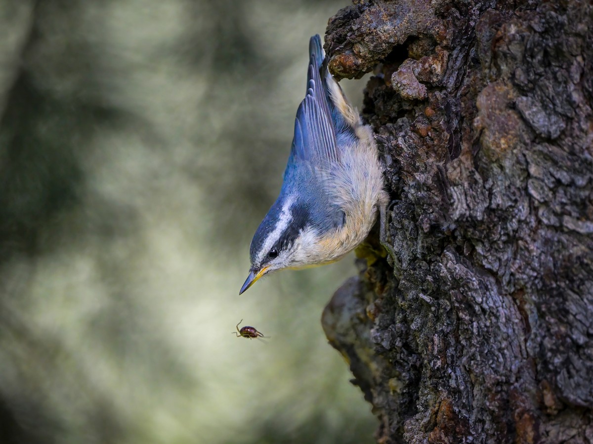 Red-breasted Nuthatch - ML621073284