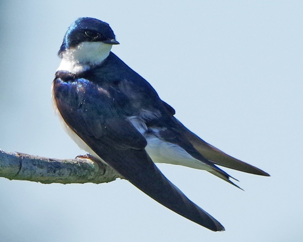 Tree Swallow - Bill Winkler