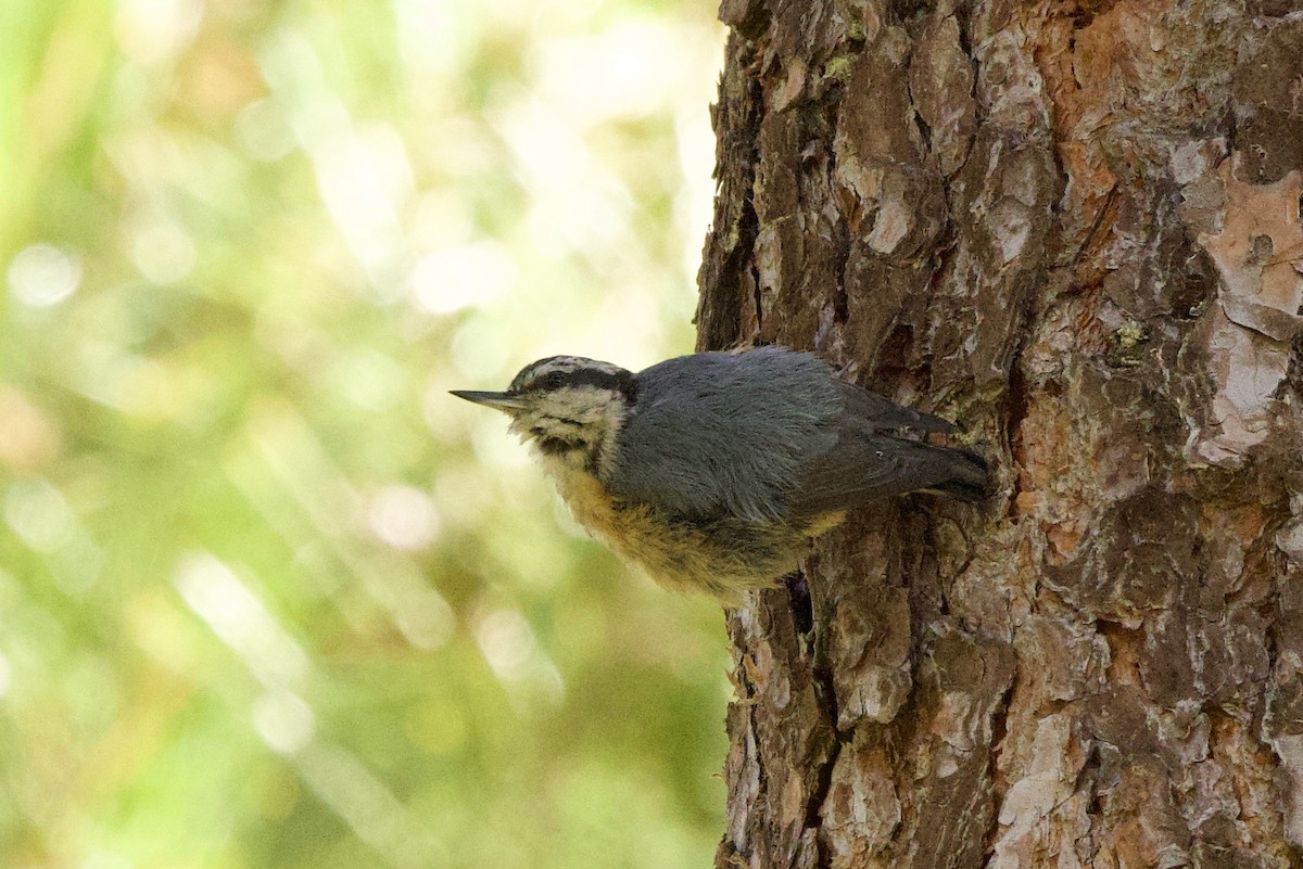 Red-breasted Nuthatch - ML621073298