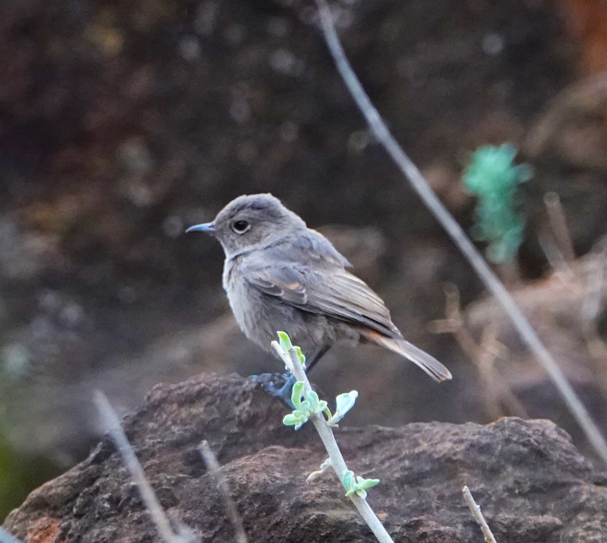 Brown-tailed Chat - ML621073331