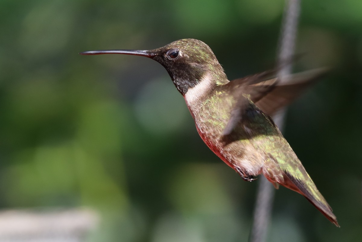 Black-chinned Hummingbird - ML621073352