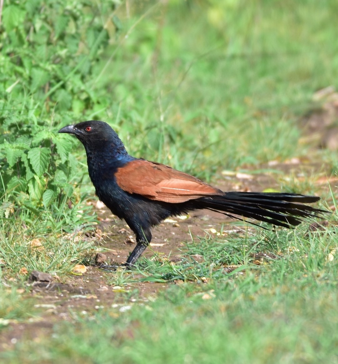 Greater Coucal - ML621073358