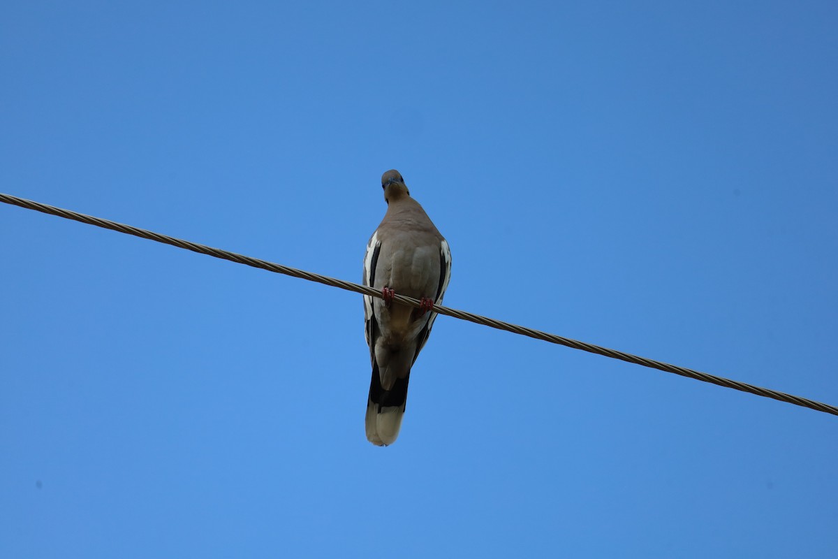 White-winged Dove - ML621073359
