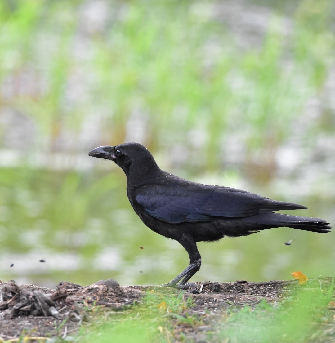 Large-billed Crow - ML621073388