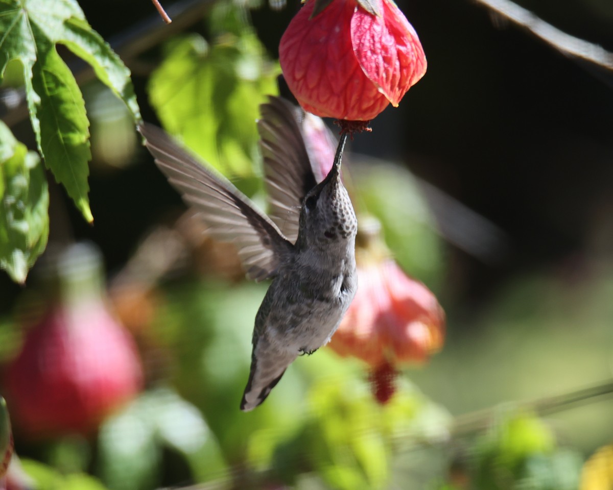 Anna's Hummingbird - ML621073389