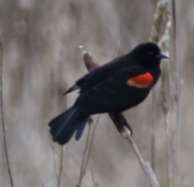 Red-winged Blackbird - ML621073397