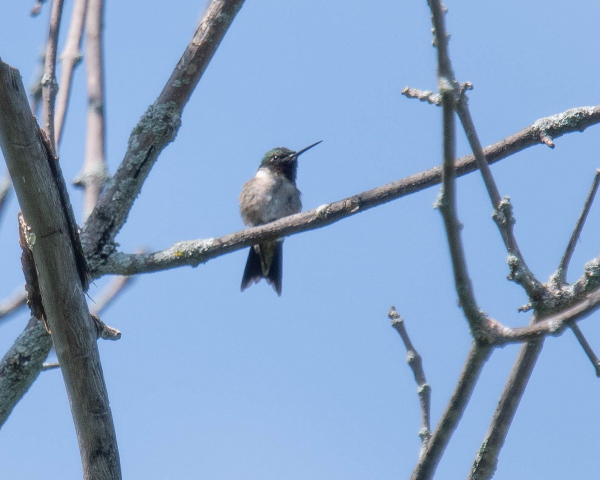 Ruby-throated Hummingbird - Marina Germain