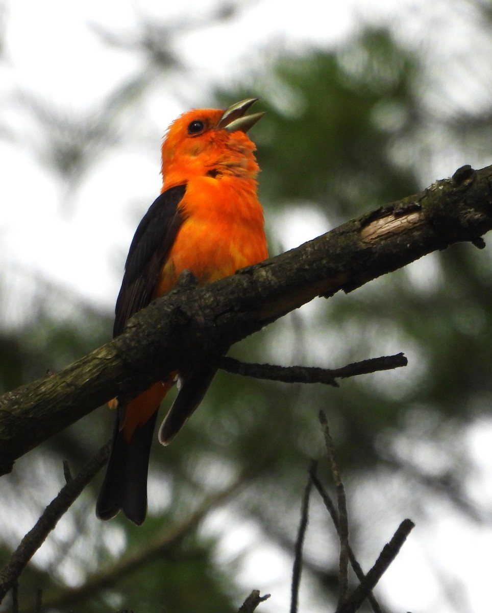 Scarlet Tanager - ML621073408