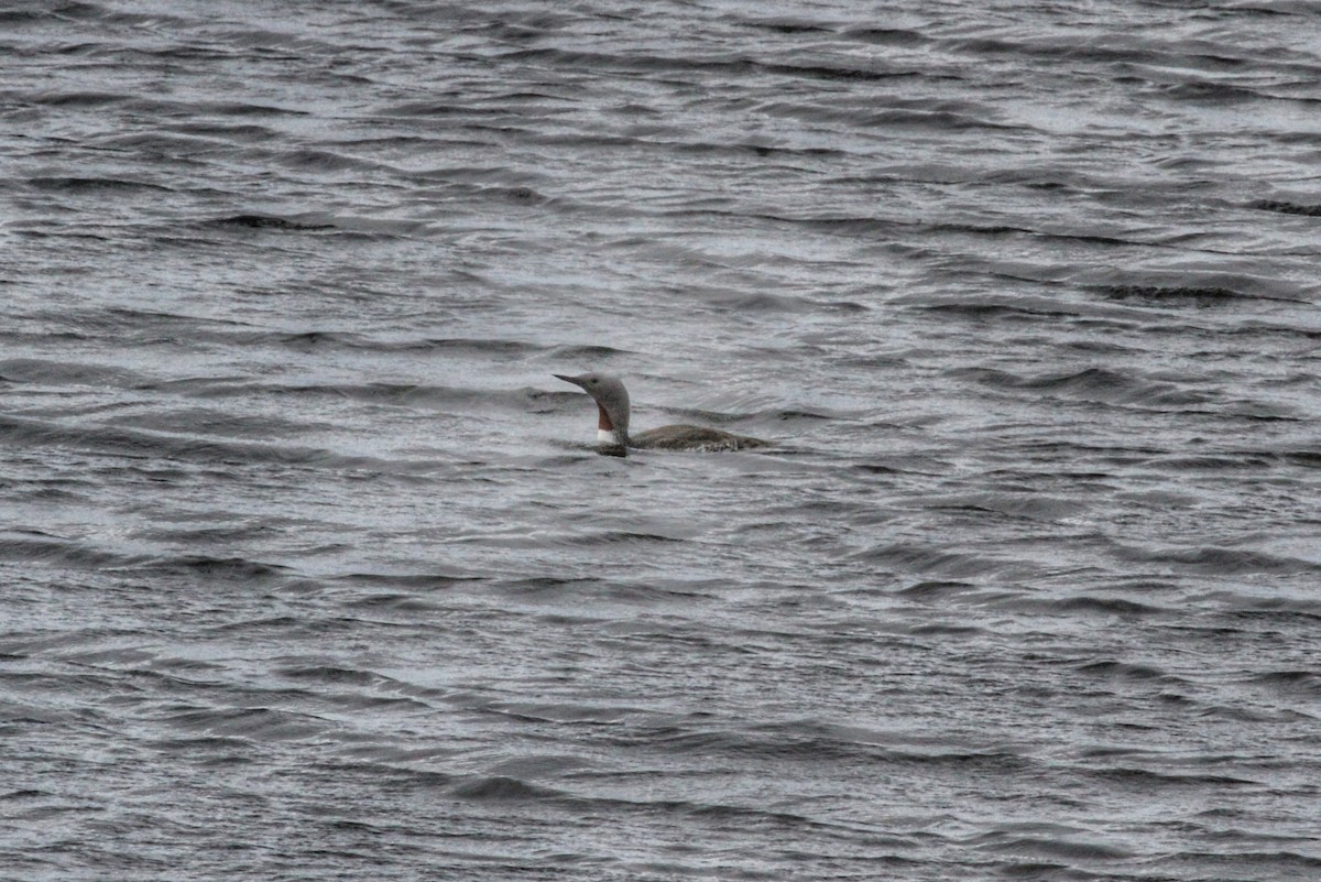 Red-throated Loon - ML621073412