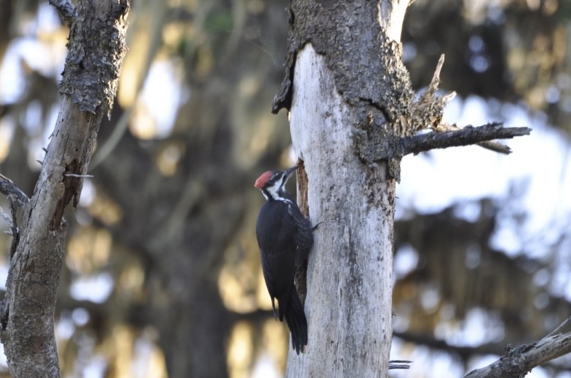 Pileated Woodpecker - ML621073439